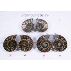 Аммонитовый Кулон 35х45 мм Сокровища океана - 1